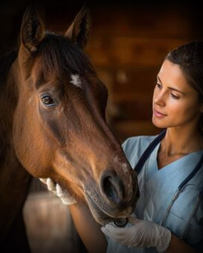 VETERINARY TOOLS